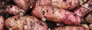 pink-fir-apple-8796932