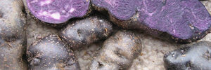 purple-congo-9080937